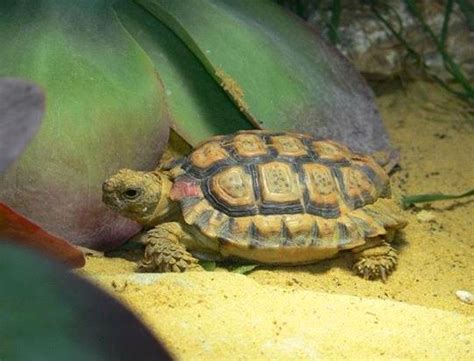 Speckled Padloper Tortoise Critter Squad Wildlife Defenders Petting