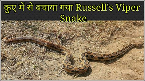 कुए में से बचाया गया Russells Viper Snake Youtube