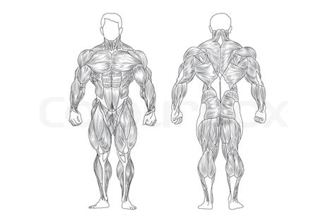The muscular system is an organ system consisting of skeletal, smooth and cardiac muscles. UNLABELED MUSCULAR SYSTEM FRONT AND BACK - Auto Electrical ...