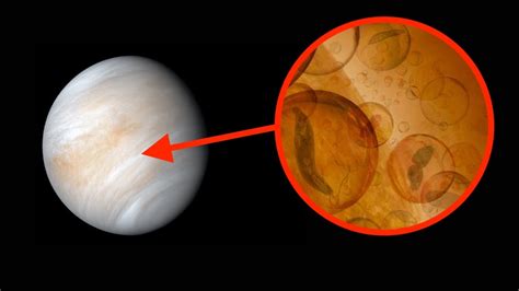 Astronomen Entdeckten Leben Auf Der Venus Youtube
