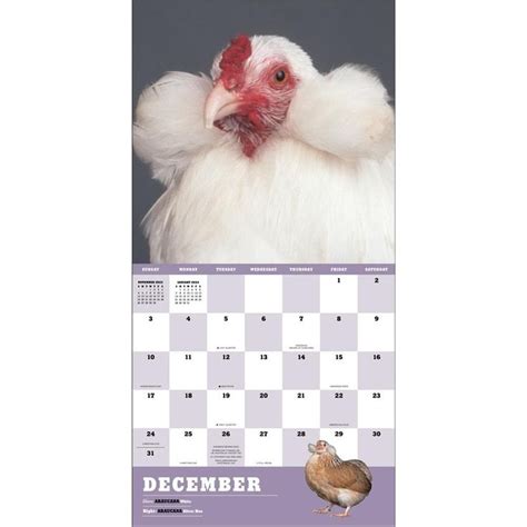 Extraordinary Chickens 2023 Wall Calendar In 2022 Wall Calendar The Incredibles Chickens