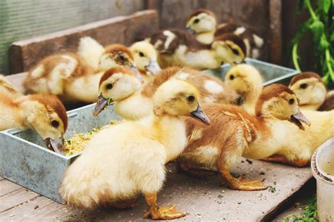 can you feed ducklings medicated chick starter