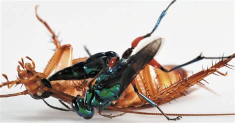 This Cockroach Had An Incredible Battle With A Wasp That Turns Its Victims Into Zombies