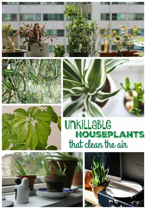 Unkillable Houseplants That Clean The Air