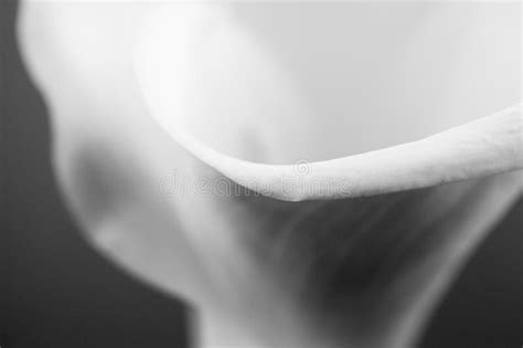 Abstract Macro Photography Of Calla Flower With Details Stock Photo