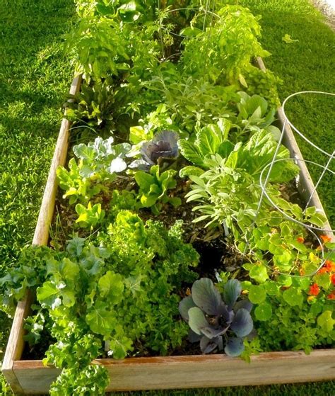 Monthly vegetable planting guide for south florida gardeners. Edible gardens in South Florida | Florida gardening ...