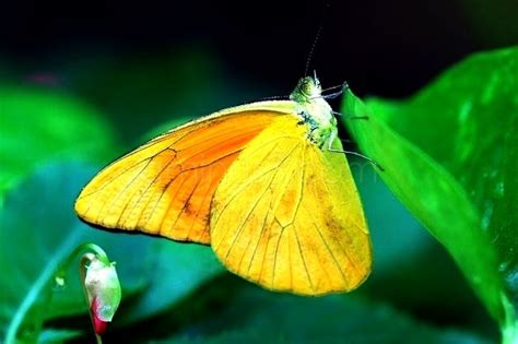 Butterfly Animal And Insect Photos Mazrul Hisyam Aminus3 Blog