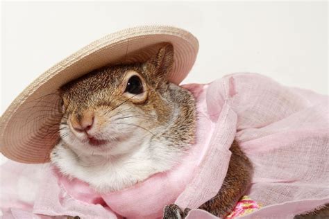 Hi From The One And Only Sugar Bush Squirrel From