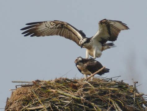 Fischadler Paarung Foto And Bild Tiere Wildlife Wild Lebende Vögel Bilder Auf Fotocommunity