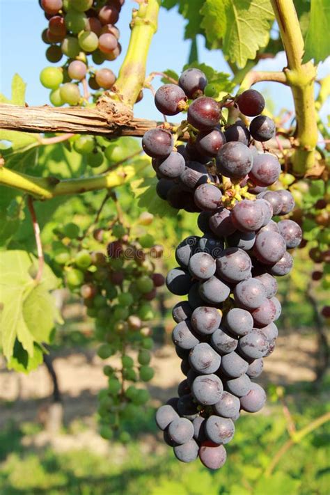 Purple Grapes In Vine Stock Image Image Of Cluster Background 33462677