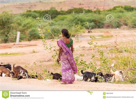 Indian Woman In A Field With Goats Puttaparthi Andhra Pradesh India