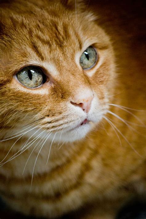 Are Orange Cats With Blue Eyes Rare Funny Cat Faces