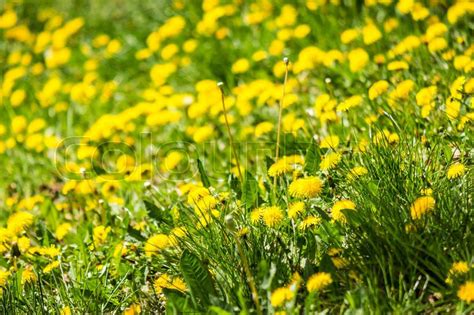 Field With Yellow Dandelions Closeup Stock Image Colourbox