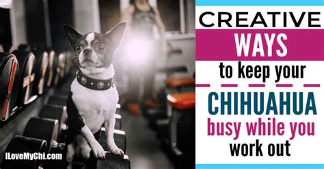 Creative Ways To Keep Your Chihuahua Busy While You Work Out I Love