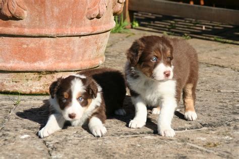 We are having trouble with her biting. Pure bred Border Collie puppy red and white tri. | Ashbourne, Derbyshire | Pets4Homes