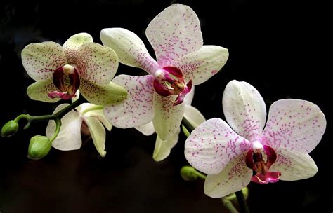 The Incredible Story Of The Most Expensive Orchid Ever Sold B And T