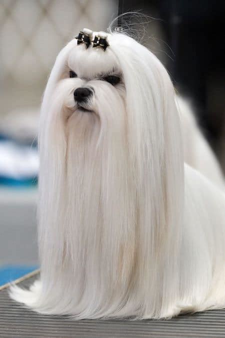15 Maltese Haircuts And Hairstyles White Fluffy And Looking Fabulous