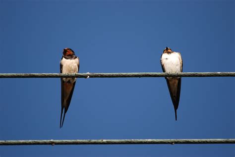 Swallow Bird Cable Free Photo On Pixabay