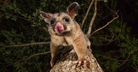 The Science That Stops Possums Eating Your Garden Pursuit By The