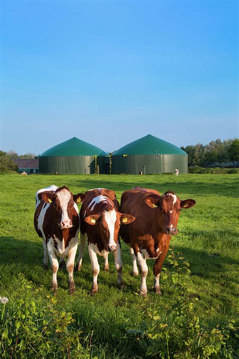 Cows In Front Of A Biogas Plant Schleswig Holstein Germany 1