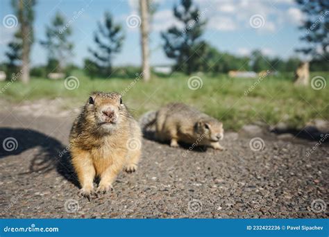 Funny Gopher In The Park Stock Photo Image Of Fauna 232422236