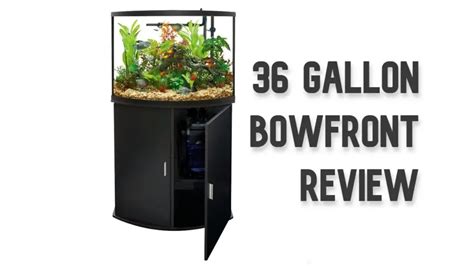 The A Z Guide Of 36 Gallon Bow Front Aquarium Aquariumia