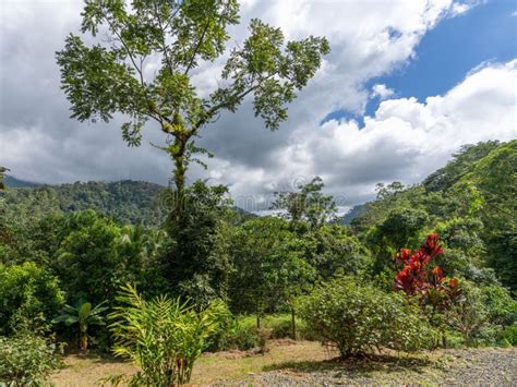 Beautiful Rainforest In Costa Rica Stock Photo Image Of Rica
