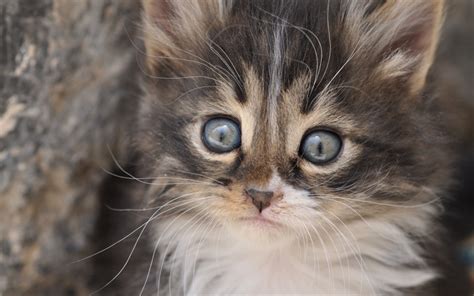 Download Wallpapers Small Fluffy White Gray Kitten Big Eyes Little