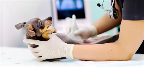 Pyomètre Canin Origine Diagnostic Et Traitement Nos Amis Les Animaux