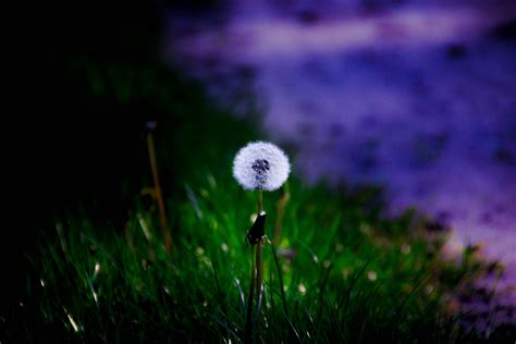 Landscape Nature Dandelion Macro Wallpapers Hd Desktop And Mobile