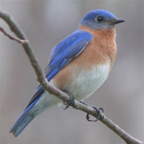 Meaning Is A Blue Bird The Same As A Bluebird ？ English Language