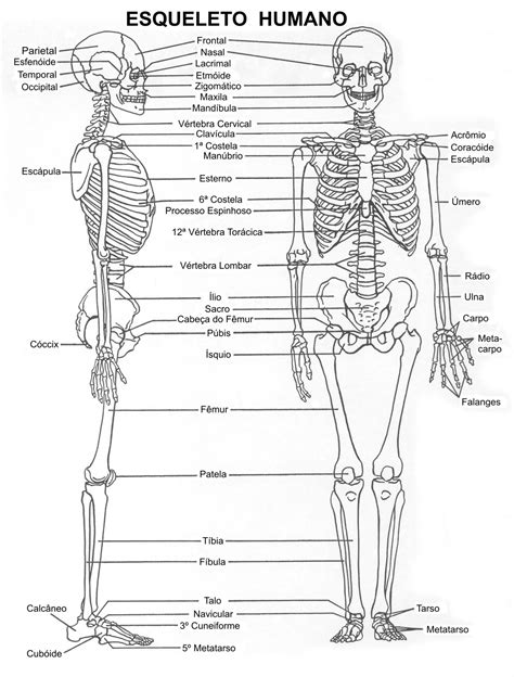 Pin En Anatomy References
