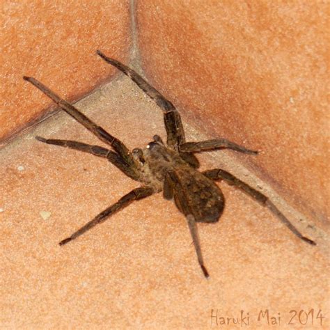 A aranha armadeira adquiriu esse nome por sua principal característica. Insetologia - Identificação de insetos: Aranha Armadeira ...