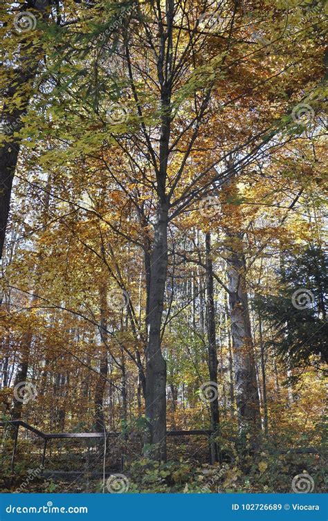 Autumn In The Thick Woods Stock Image Image Of Inspiration 102726689