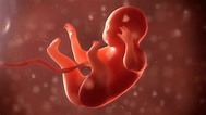embryo phase of born 3d render - The Pulse