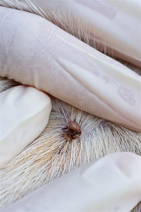 Red Ticks On Dog Fur Selective Focus At Red Ticks Stock Image Image