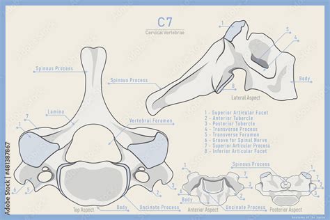 Anatomy Of The 7th Cervical Vertebra Vertebra Prominens C7 Anterior