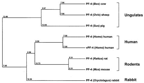 Phylogenetic Relationship Among Pmp 1 And Members Of The Mammalian Pf 4 Download Scientific