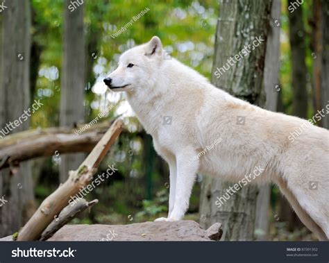 White Wolf In Forest Stock Photo 87391352 Shutterstock