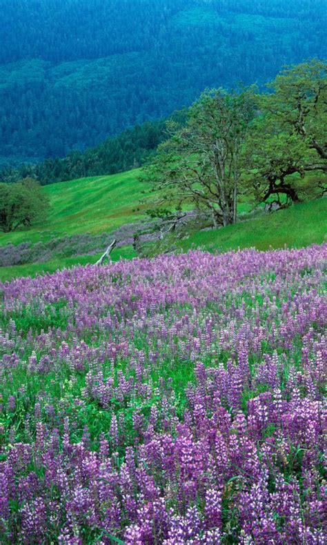 Valley Of Flowers Wallpapers Wallpaper Cave