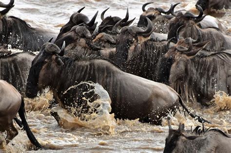 Great Wildebeest Migration Photograph By Ntaba African Safaris Fine