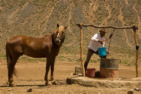 discover  barb horse worldwide hoofprints tales   saddle