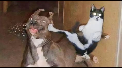 Cat Vs Dog Fight Funny Fight Cat And Dog Video English Compilation