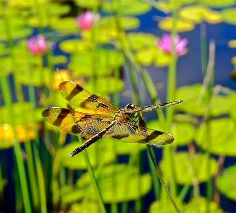 Resting Dragonfly At Lily Ponds Edge Photograph By Joe Wyman Fine Art