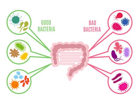 Beneficial Effects Of The Mediterranean Diet On The Gut Flora