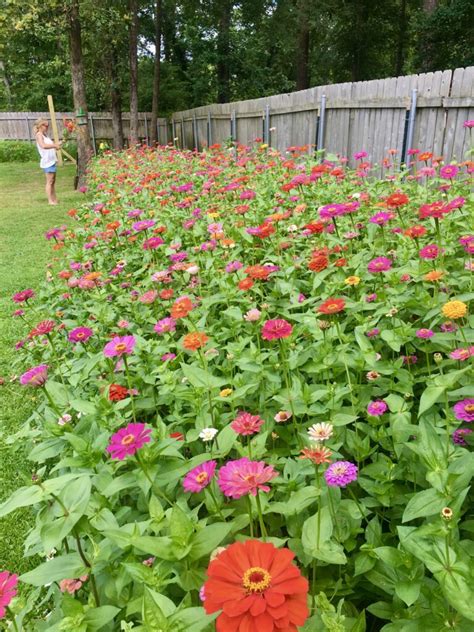 My Field Of Zinnias For Real Eden Brothers