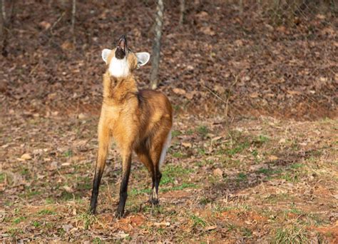 The 4 Maned Wolf Pups Now Have Names What Did The Greensboro Science