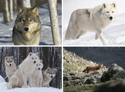 Tipos De Lobos