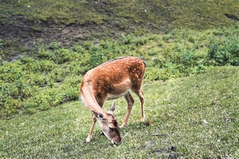 Premium Photo Female Sika Deer Eating Grass