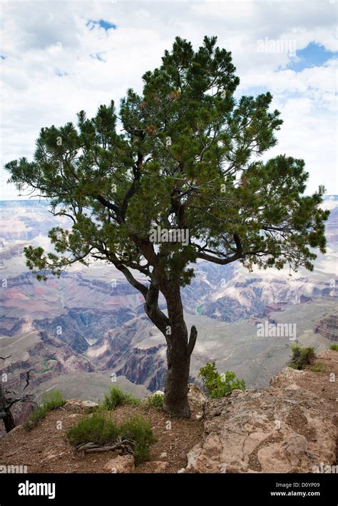 Lone Tree At The Edge Of The Grand Canyon July 2011 Stock Photo Alamy